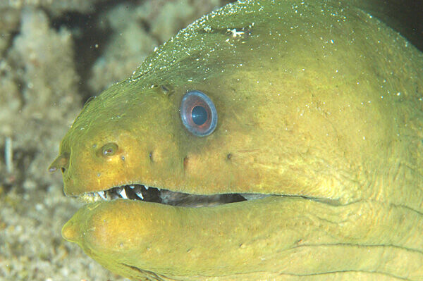 GreenMorayEel.jpg